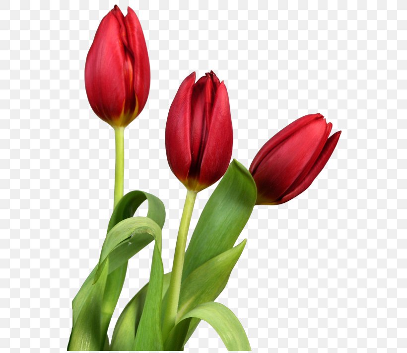 Tulip Flower Clip Art, PNG, 576x710px, Tulip, Bud, Computer Graphics, Cut Flowers, Dots Per Inch Download Free