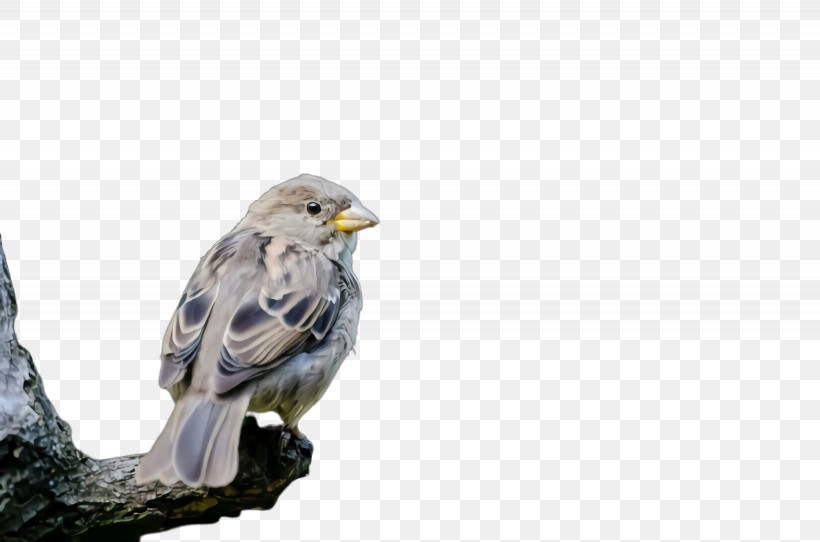 Bird Beak Bird Of Prey Kite Eagle, PNG, 2460x1628px, Bird, Bald Eagle, Beak, Bird Of Prey, Branch Download Free