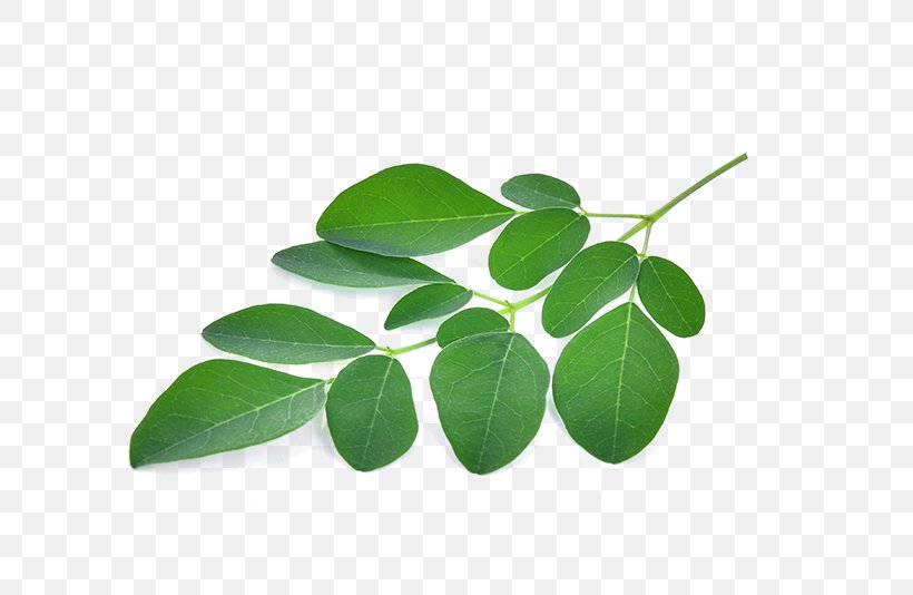 Drumstick Tree Stock Photography Royalty-free, PNG, 800x534px, Drumstick Tree, Drum Stick, Istock, Leaf, Moringa Download Free
