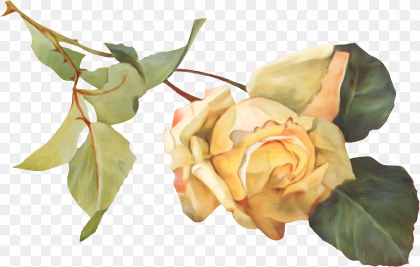 Garden Roses Petal Flower Clip Art, PNG, 1280x816px, Garden Roses, Collage, Cut Flowers, Flower, Flower Bouquet Download Free