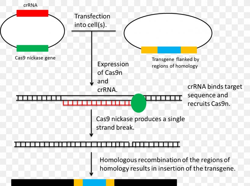 Homologous CRISPR Genome Editing Plasmid, PNG, 1314x979px