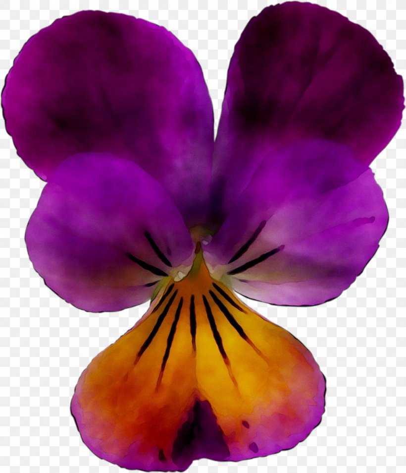 Pansy, PNG, 1016x1183px, Pansy, Flower, Flowering Plant, Magenta, Moth Orchid Download Free