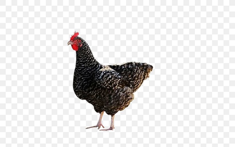 Plymouth Rock Chicken Silkie Houdan Chicken Guineafowl Aquaculture, PNG, 506x512px, Plymouth Rock Chicken, Agriculture, Aquaculture, Beak, Bird Download Free