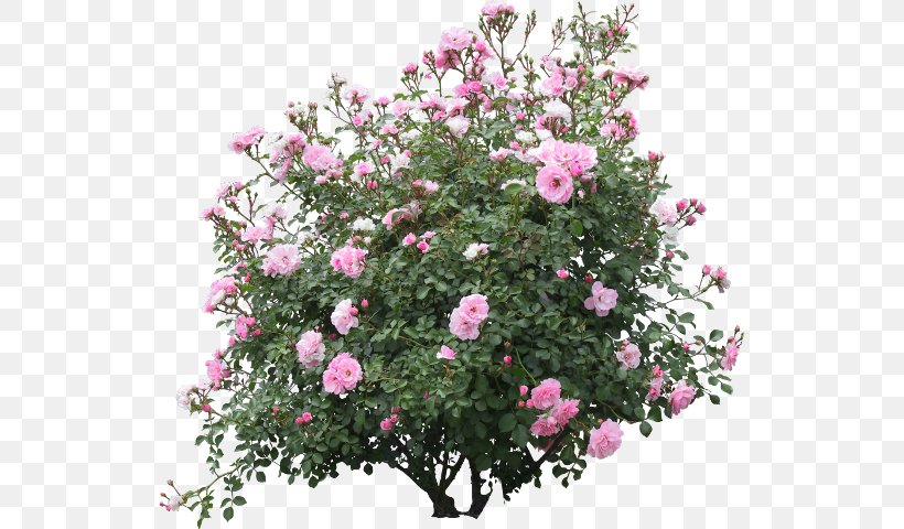 Shrub Flower Garden Rose Psd, PNG, 531x480px, Shrub, Annual Plant, Branch, Camellia Sasanqua, Floribunda Download Free