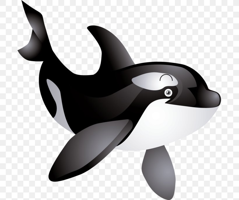 The Killer Whale Cetacea Humpback Whale Clip Art, PNG, 699x686px, Killer Whale, Baby Orca, Beak, Black And White, Bowhead Whale Download Free