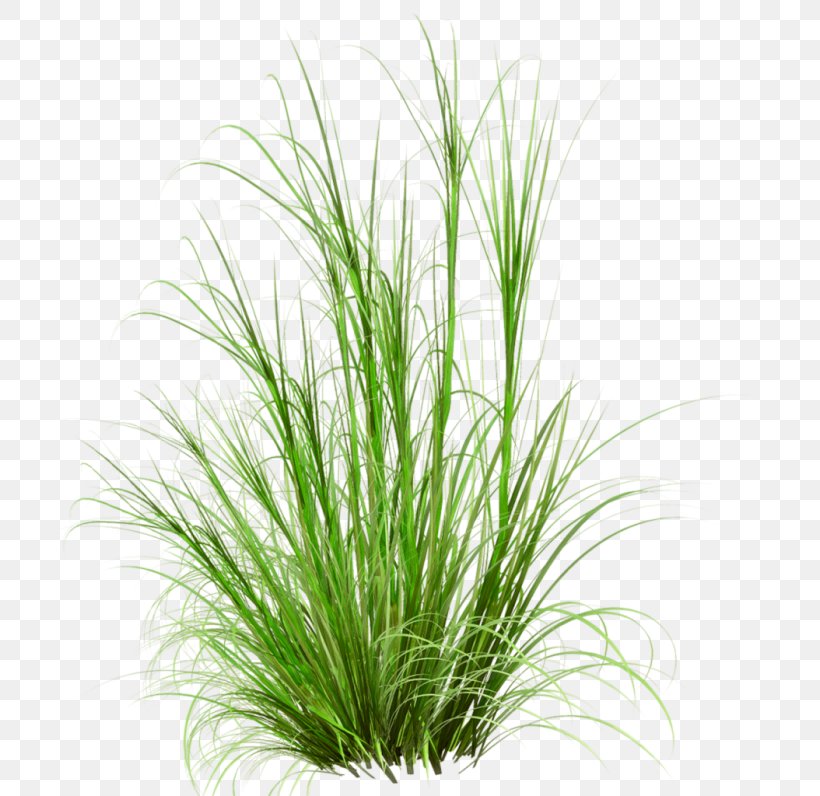 Lawn Desktop Wallpaper Clip Art, PNG, 700x796px, Lawn, Chrysopogon Zizanioides, Commodity, Drawing, Garden Download Free