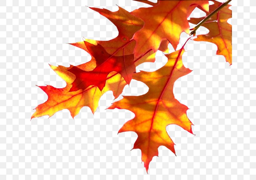 Autumn Plant Tree Desktop Wallpaper Leaf, PNG, 666x577px, Autumn, Branch, Drawing, Leaf, Maple Download Free