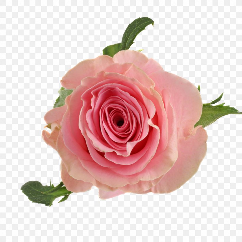 Garden Roses Cut Flowers Centifolia Roses Flower Bouquet, PNG, 1024x1024px, Watercolor, Cartoon, Flower, Frame, Heart Download Free
