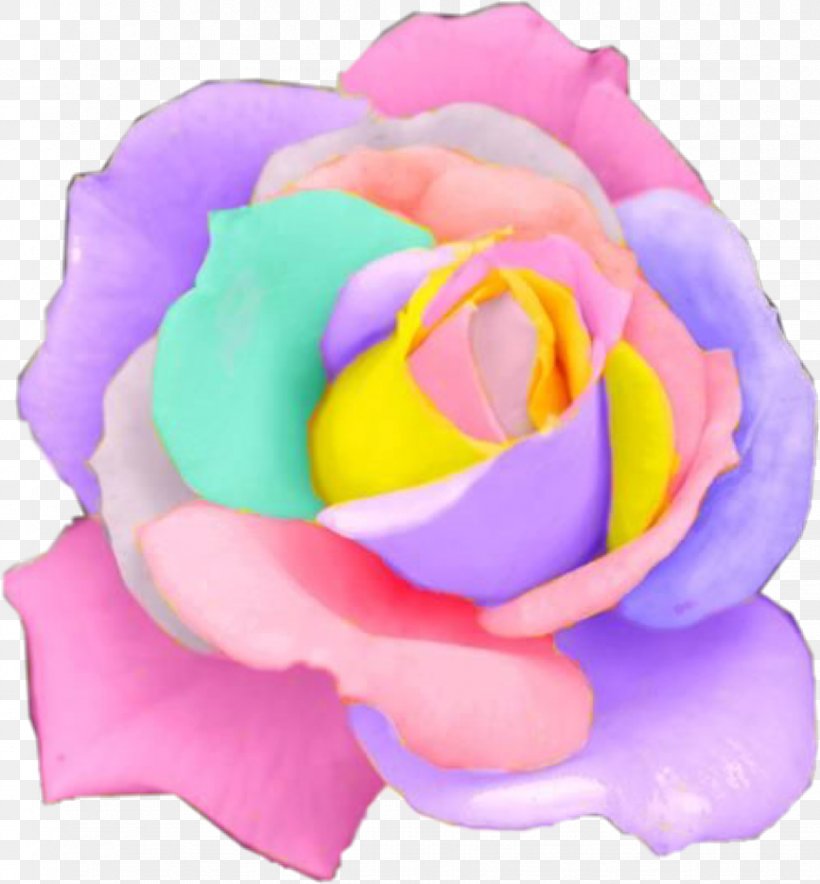 Rare Holland Rainbow Rose Flower Seeds Garden Roses, PNG, 867x935px, Rainbow Rose, Close Up, Color, Cut Flowers, Fashion Download Free