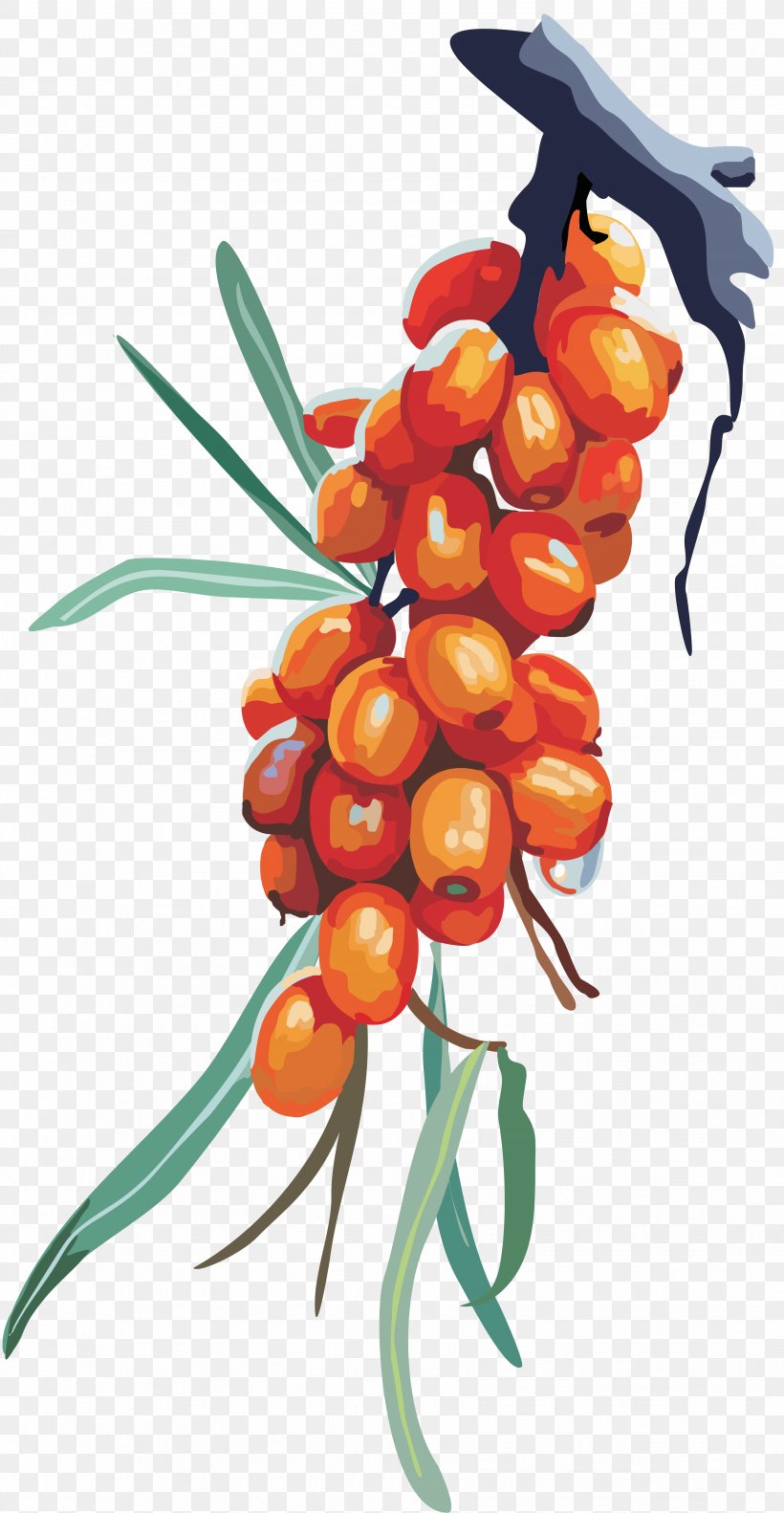 Seaberry Oblepikha Kafe Sea Buckthorn Oil, PNG, 3516x6784px, Sea Buckthorns, Berry, Computer Graphics, Food, Fruit Download Free