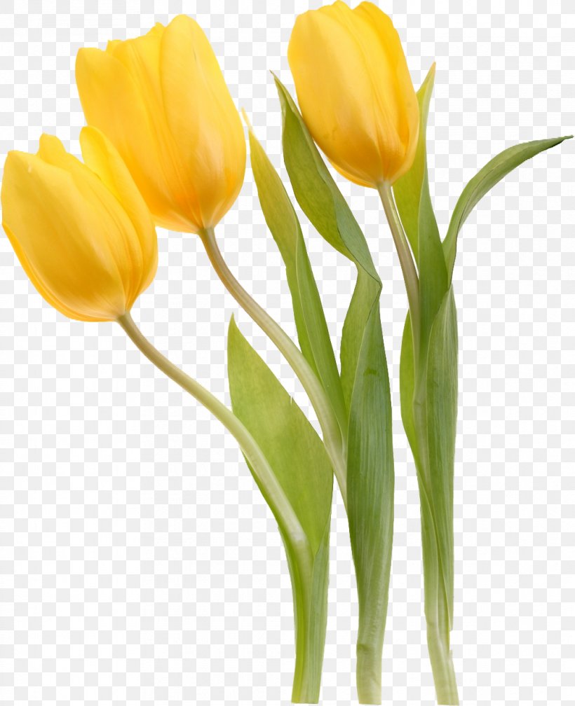 Tulipa Sylvestris Flower Yellow Plant, PNG, 1039x1278px, Tulip, Autovermietung Hero, Bud, Cut Flowers, Flower Download Free