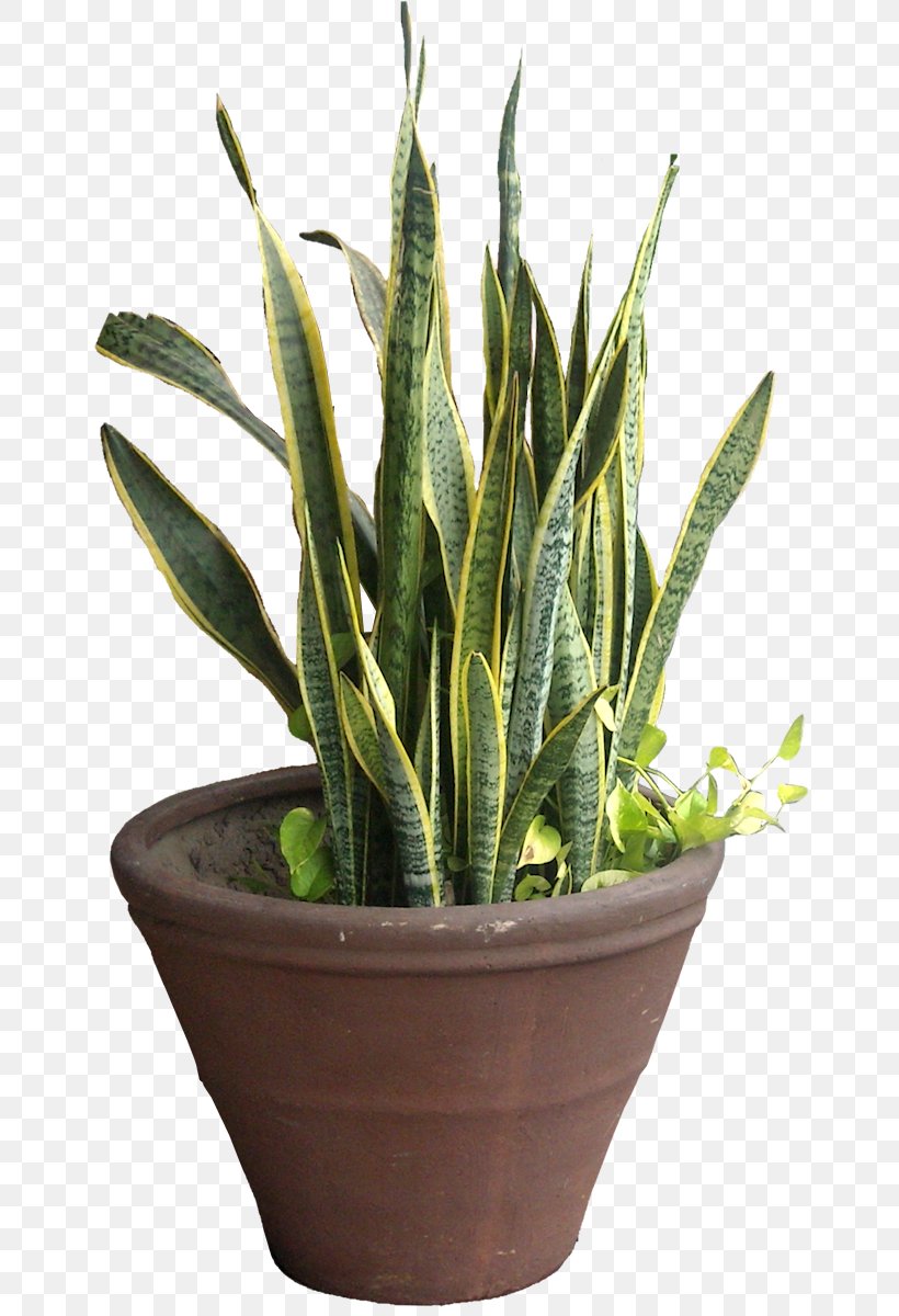 Viper's Bowstring Hemp Sansevieria Cylindrica Plant Tropical Africa Tropics, PNG, 657x1200px, Sansevieria Cylindrica, Aloe, Arecaceae, Cactus, Flowerpot Download Free