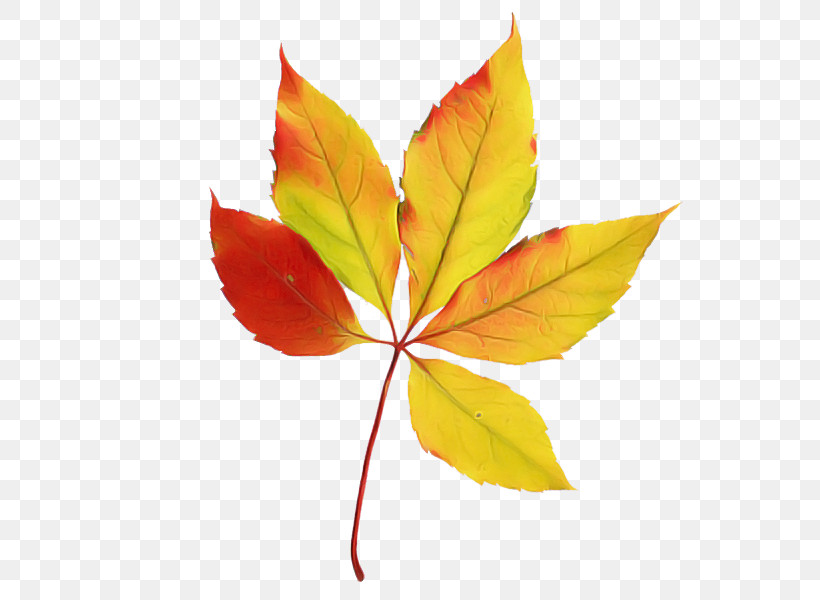 Maple Leaf, PNG, 600x600px, Leaf, Black Maple, Deciduous, Flower, Maple Leaf Download Free