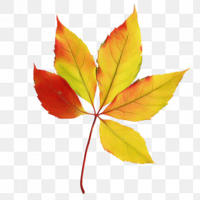 Maple Leaf PNG