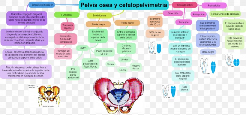 Pelvis Pregnancy Uterus Neoplasm Gynaecology, PNG, 1600x749px, Watercolor, Cartoon, Flower, Frame, Heart Download Free