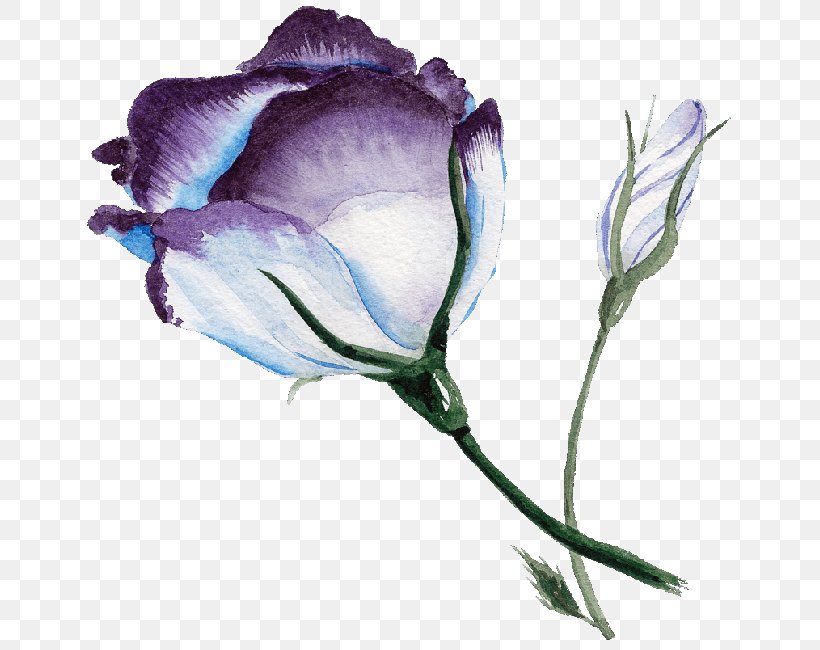 Blue Rose Watercolor Painting Flower, PNG, 650x650px, Blue Rose, Anemone, Bud, Cut Flowers, Flora Download Free