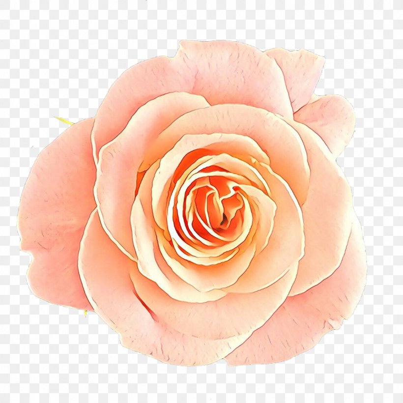 Garden Roses, PNG, 1024x1024px, Cartoon, Floribunda, Flower, Garden Roses, Hybrid Tea Rose Download Free