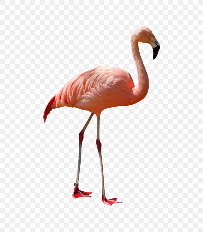 Greater Flamingo American Flamingo Bird Stock Photography, PNG, 1256x1438px, Flamingo, American Flamingo, Beak, Bird, Crane Like Bird Download Free