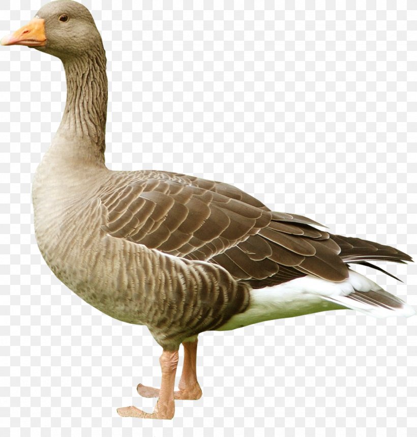 Greylag Goose Bird Duck Arctic Fox, PNG, 1129x1184px, Greylag Goose, Anatidae, Animal, Anser, Anseriformes Download Free