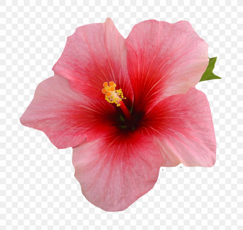 Shoeblackplant Tea Image Photograph, PNG, 1077x1018px, Shoeblackplant, Annual Plant, China Rose, Chinese Hibiscus, Cut Flowers Download Free