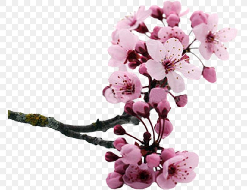 Cut Flowers Cherry Blossom Cerasus Petal, PNG, 767x633px, Flower, Blossom, Branch, Cerasus, Cherry Download Free