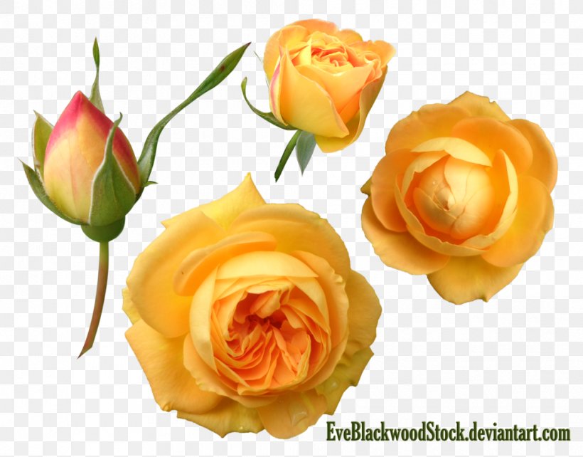 Cut Flowers Garden Roses, PNG, 1010x791px, Flower, Artificial Flower, Bud, Centifolia Roses, Cut Flowers Download Free