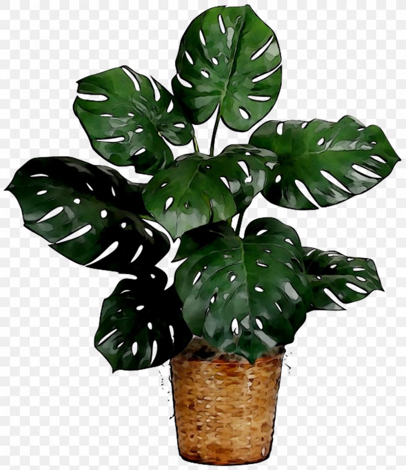 Flower Swiss Cheese Plant Houseplant Plants, PNG, 1043x1208px, Flower, Alismatales, Anthurium, Arrowroot Family, Arum Family Download Free