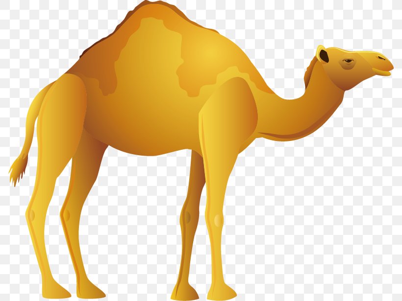 Bactrian Camel Desert Icon, PNG, 786x615px, Bactrian Camel, Arabian Camel, Camel, Camel Like Mammal, Camel Toe Download Free