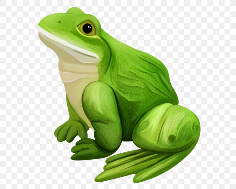 Edible Frog Amphibian Frogs / Ranas, PNG, 600x656px, Frog, Amphibian, Drawing, Edible Frog, Fauna Download Free