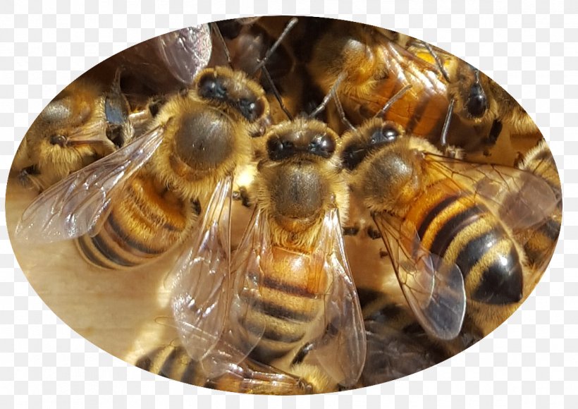 Honey Bee, PNG, 1162x822px, Honey Bee, Arthropod, Bee, Honey, Insect Download Free