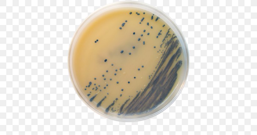MRSA Super Bug Concentrated Animal Feeding Operation Meticillin Agar Staphylococcus Saprophyticus, PNG, 648x432px, Mrsa Super Bug, Agar, Antibiotics, Antimicrobial Resistance, Cup Download Free