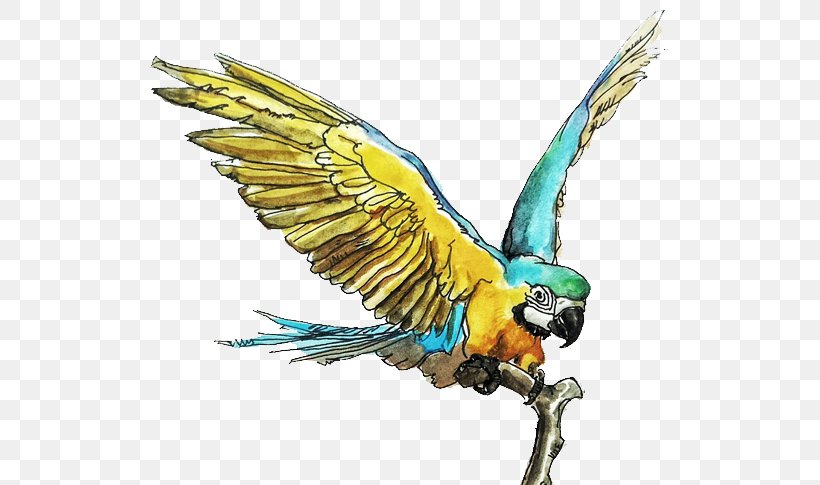 Bird Parrot Macaw Parakeet, PNG, 700x485px, Bird, Animal, Beak, Blue, Common Pet Parakeet Download Free