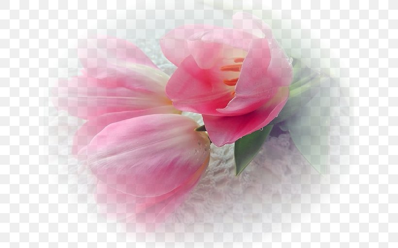 Cabbage Rose Garden Roses Petal Camellia Close-up, PNG, 640x512px, Cabbage Rose, Blossom, Camellia, Close Up, Closeup Download Free
