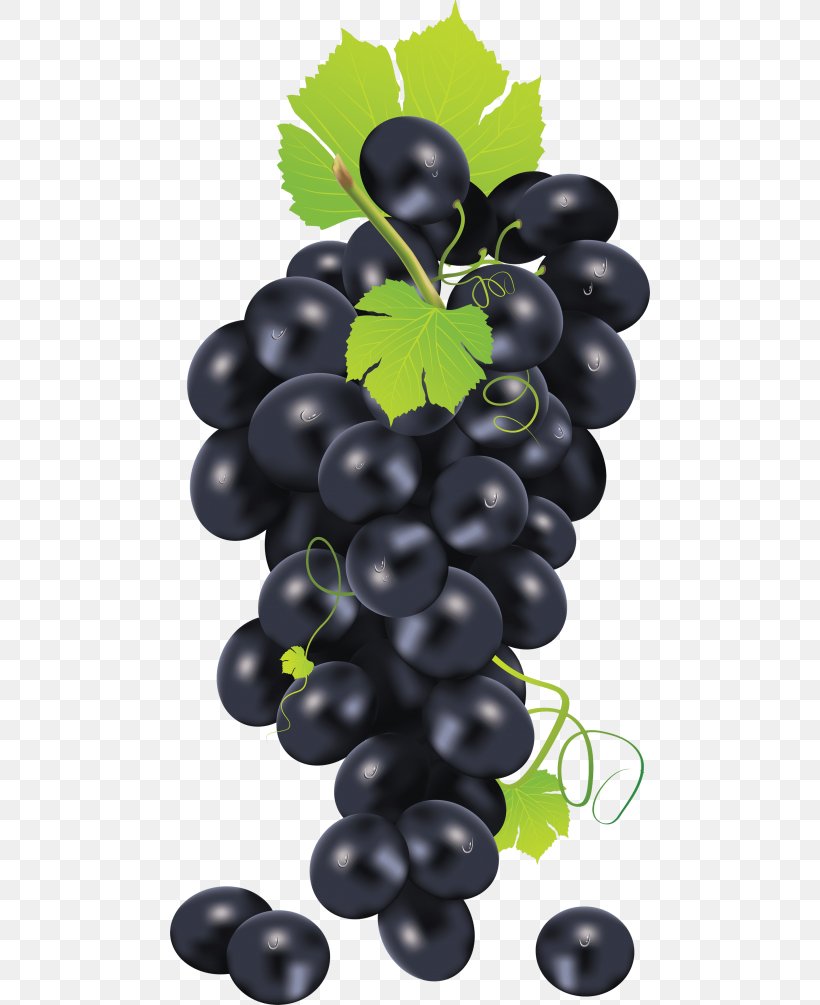 Common Grape Vine Grape Seed Oil Clip Art Vector Graphics, PNG, 480x1005px, Common Grape Vine, Berry, Bilberry, Flowering Plant, Food Download Free