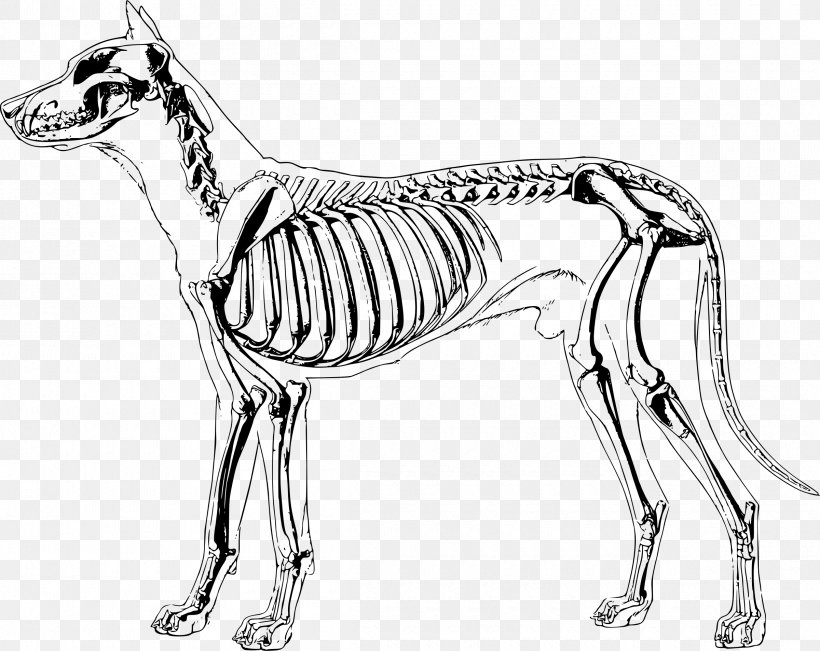 Dog Anatomy Human Skeleton, PNG, 2400x1906px, Dog, Anatomy, Animal Figure, Artwork, Atlas Download Free
