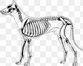 Dog Anatomy Skull Skeleton, PNG, 800x566px, Dog, Anatomy, Animal, Bone ...