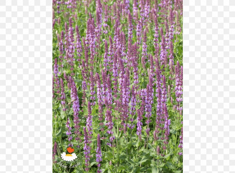 English Lavender Hyssopus Catmints Shrub, PNG, 1000x740px, English Lavender, Catmints, Common Sage, Flora, Flower Download Free