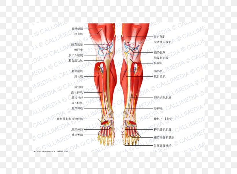 Muscle Anatomy Crus Muscular System Knee, PNG, 600x600px, Watercolor, Cartoon, Flower, Frame, Heart Download Free