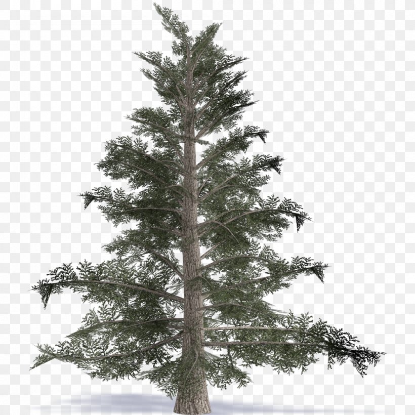Spruce Fir Pine Larch Christmas Tree, PNG, 1000x1000px, Spruce, Branch, Christmas, Christmas Decoration, Christmas Ornament Download Free