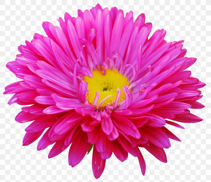 Flower Clip Art, PNG, 2268x1957px, Flower, Annual Plant, Aster, Chrysanths, Computer Graphics Download Free