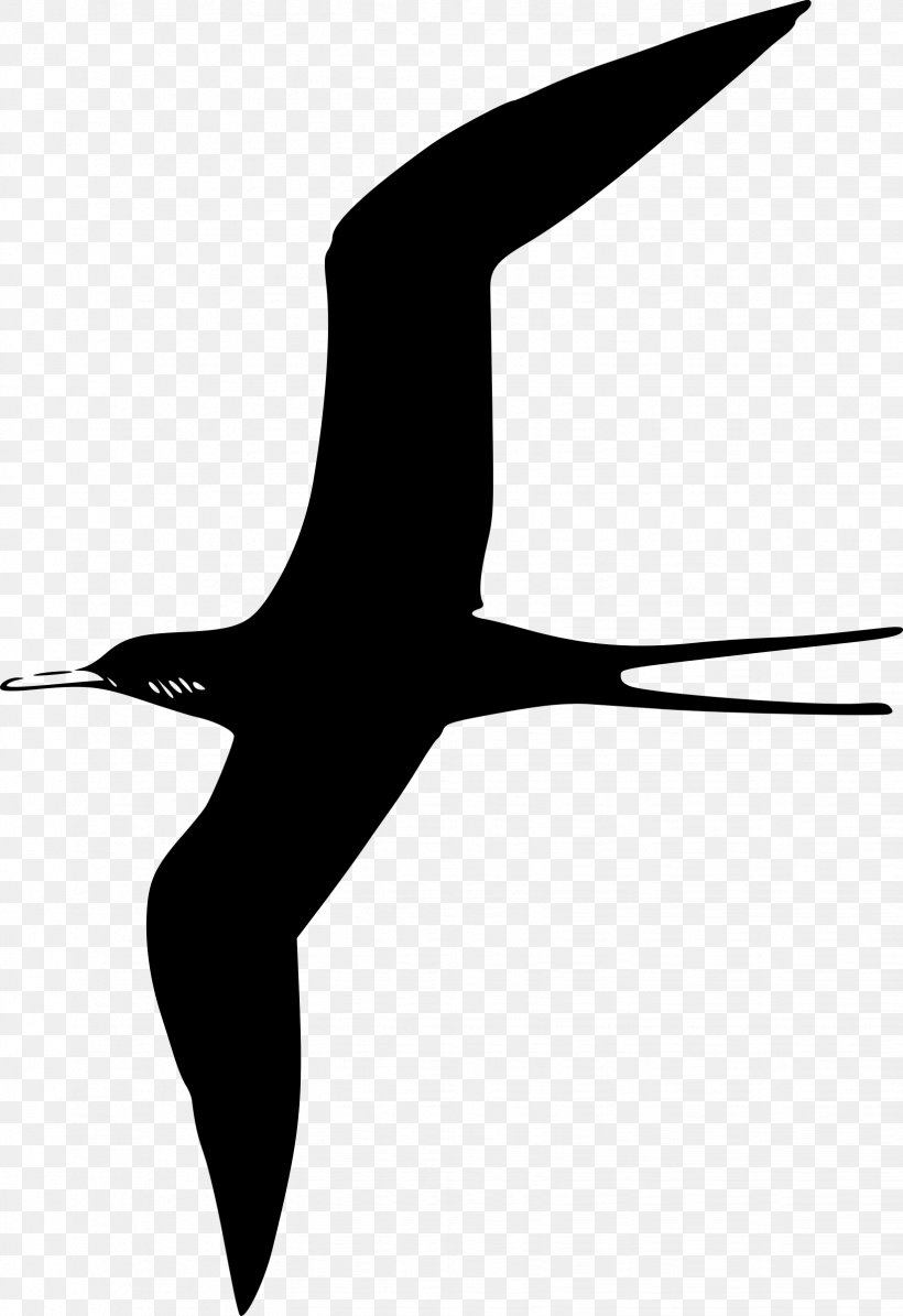 Gulls Frigatebird Clip Art, PNG, 1646x2400px, Gulls, Beak, Bird, Black And White, Charadriiformes Download Free