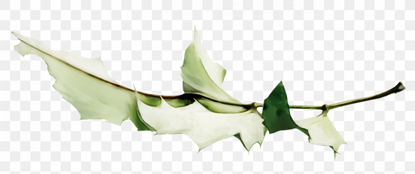 Holly Christmas, PNG, 1300x548px, Holly, Christmas, Flower, Leaf, Plant Download Free