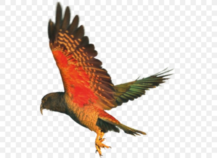 Parrot Hawk Kea Hellabrunn Zoo Beak, PNG, 523x600px, Parrot, Animal, Beak, Bird, Bird Of Prey Download Free