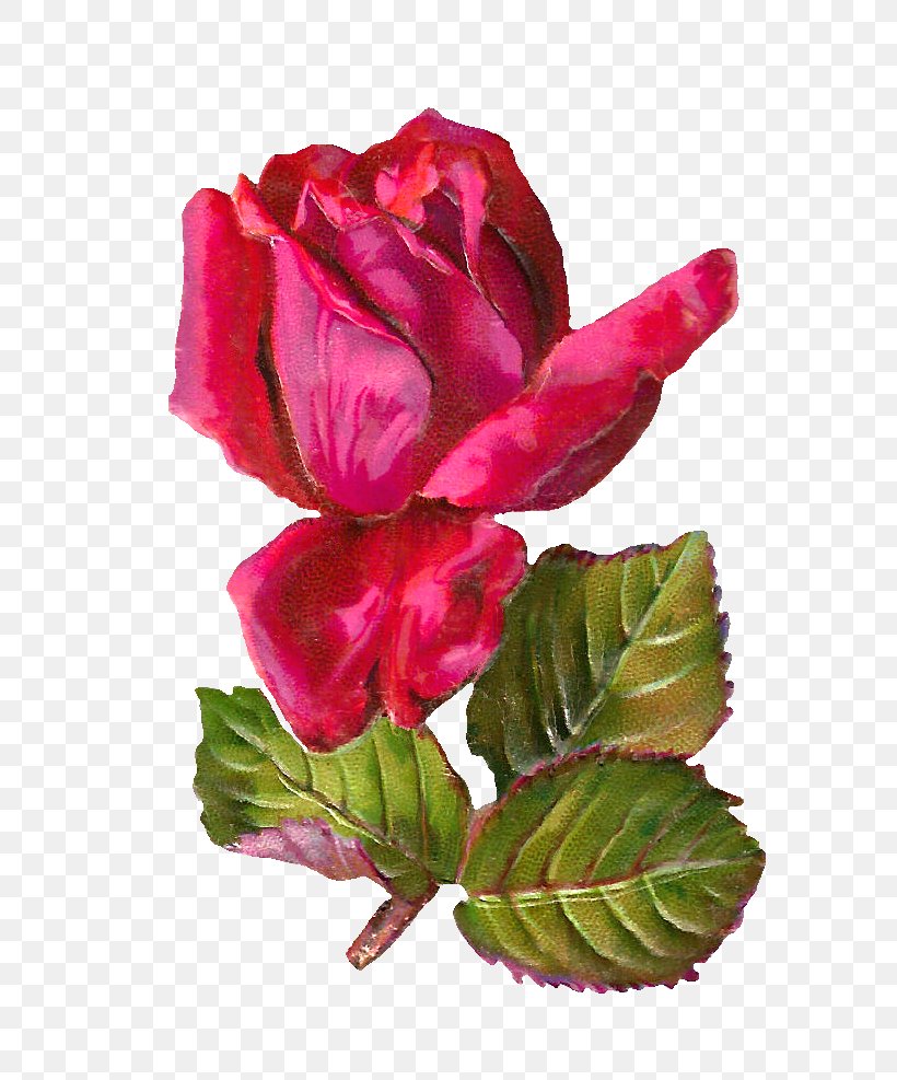 Rose Stock.xchng Bokmxe4rke Clip Art, PNG, 775x987px, Rose, Antique, Bud, Cut Flowers, Drawing Download Free