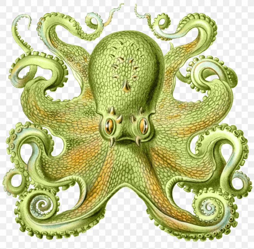 Art Forms In Nature Octopus Cephalopod Squid Drawing, PNG, 1183x1159px, Art Forms In Nature, Art, Artist, Biologist, Cephalopod Download Free