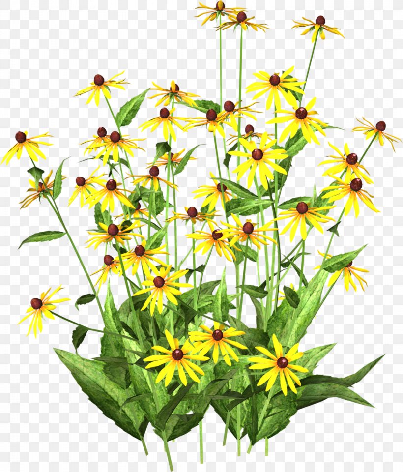 Chrysanthemum Indicum Yellow Flower Chrysanthemum Tea Color, PNG, 1093x1280px, Chrysanthemum Indicum, Chamaemelum Nobile, Chrysanthemum, Chrysanthemum Tea, Cmyk Color Model Download Free
