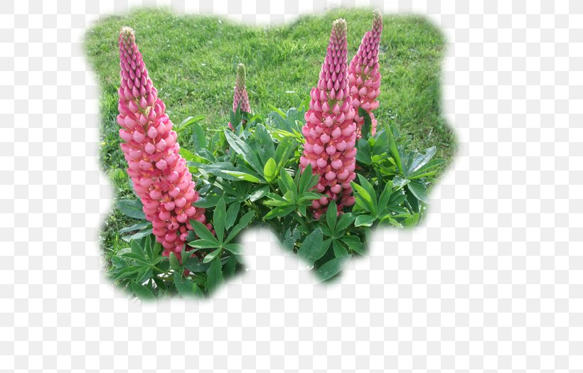 Lupin Limited, PNG, 700x525px, Lupin Limited, Flower, Lupin, Plant Download Free