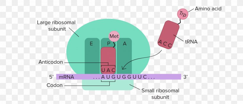 RNA And Protein Synthesis Translation Transcription DNA, PNG, 3342x1433px, Translation, Biology, Brand, Cell, Communication Download Free
