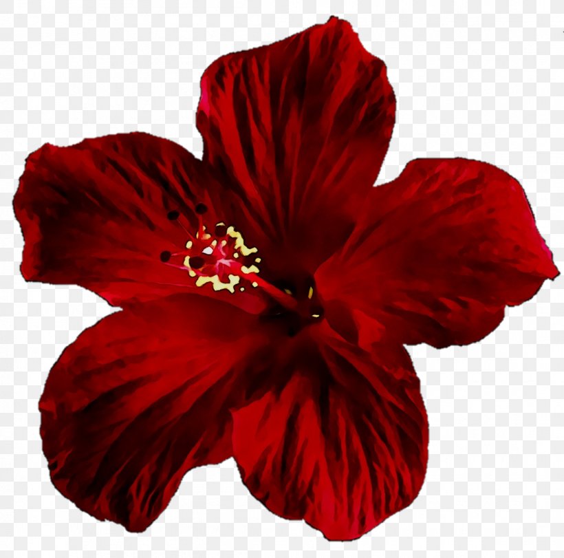 Shoeblackplant Rosemallows RED.M, PNG, 1110x1098px, Shoeblackplant, China Rose, Chinese Hibiscus, Flower, Flowering Plant Download Free