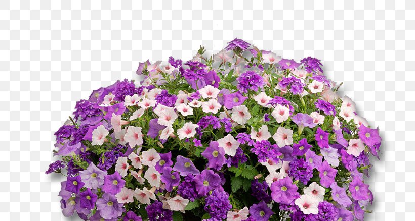 Surfinia Petunia Fertilisers Annual Plant Fertilisation, PNG, 778x438px, Surfinia, Annual Plant, Aubretia, Cut Flowers, Distribution Download Free